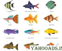 Seven Advice For Choosing Aquarium Fish - 1